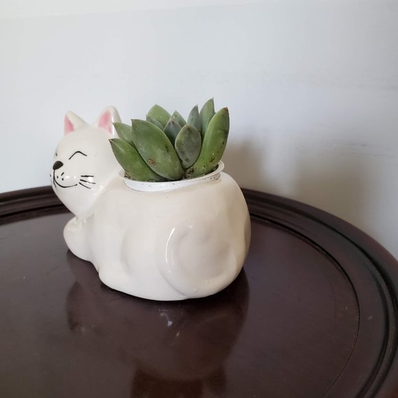 Cat Animal Planter with Succulent, live house plant in ceramic white Kitten Pot - Picture 3 of 5